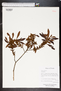 Myrica cerifera image