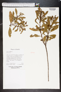 Myrica cerifera image