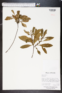 Myrica cerifera image