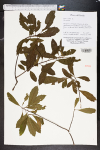 Myrica cerifera image