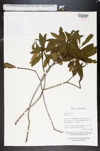 Myrica cerifera image