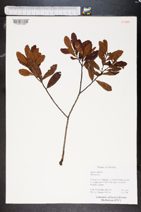 Myrica cerifera image