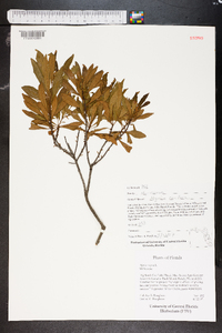 Myrica cerifera image