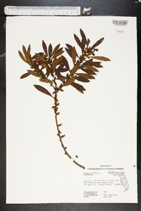 Myrica cerifera image