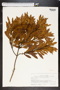 Myrica cerifera image