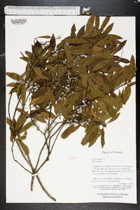 Myrica cerifera image