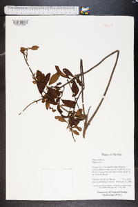 Myrica cerifera image