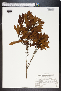 Myrica cerifera image