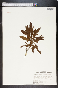 Myrica cerifera image