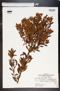 Myrica cerifera image