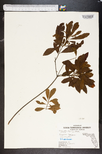 Myrica cerifera image