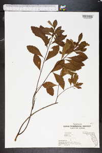 Myrica cerifera image