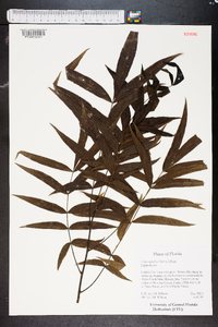 Carya aquatica image