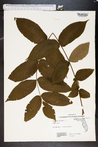 Juglans cinerea image