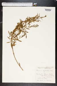 Heimia myrtifolia image