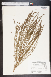 Lythrum alatum var. lanceolatum image