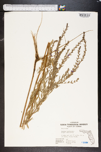 Lythrum lanceolatum image