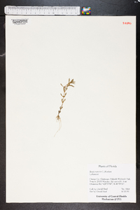 Rotala ramosior image