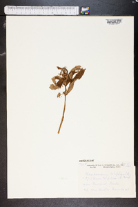 Chamerion latifolium image