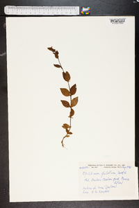 Epilobium glabellum image