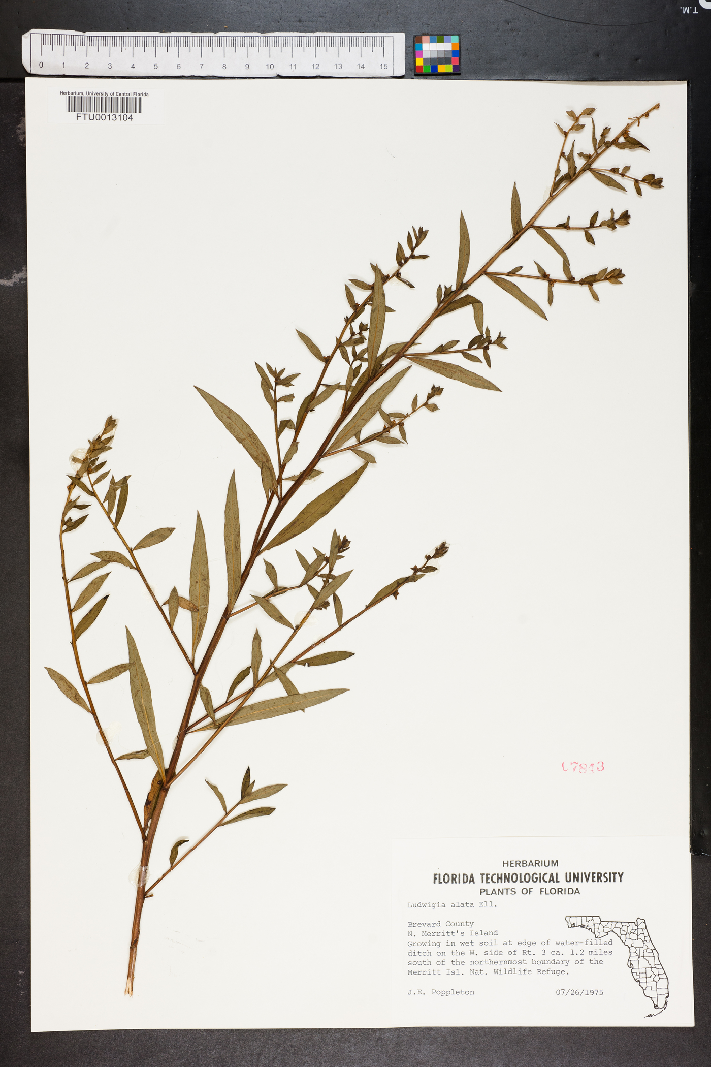 Ludwigia alata image