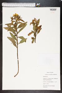 Ludwigia grandiflora image