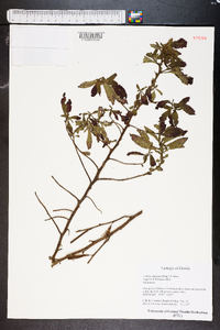 Ludwigia leptocarpa image