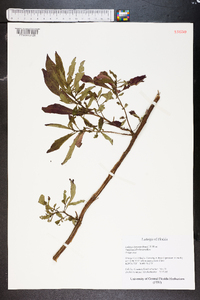 Ludwigia leptocarpa image