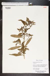 Ludwigia leptocarpa image