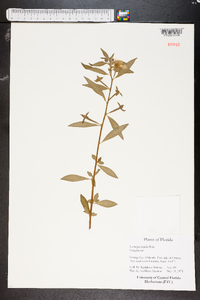 Ludwigia linifolia image