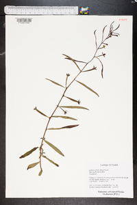 Ludwigia octovalvis image