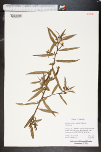 Ludwigia octovalvis image