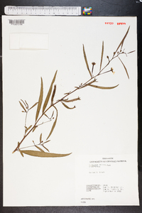 Ludwigia octovalvis image