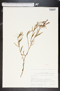 Ludwigia octovalvis image