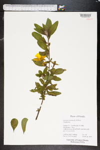 Ludwigia peruviana image