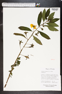 Ludwigia peruviana image