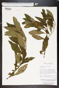 Ludwigia peruviana image