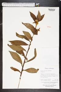 Ludwigia peruviana image