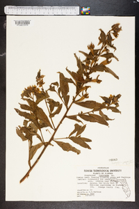 Ludwigia peruviana image