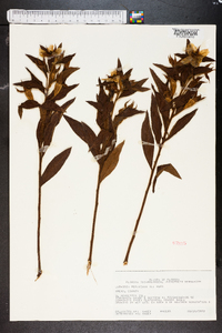 Ludwigia peruviana image