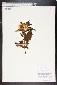 Ludwigia peruviana image