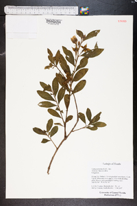 Ludwigia peruviana image