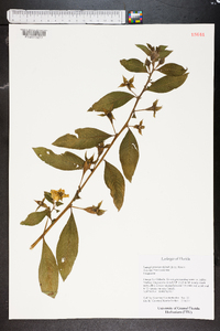 Ludwigia peruviana image