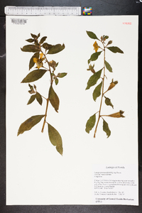 Ludwigia peruviana image