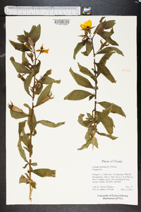 Ludwigia peruviana image