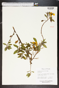 Ludwigia peruviana image