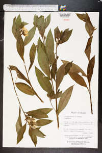 Ludwigia peruviana image