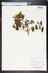 Ludwigia peruviana image