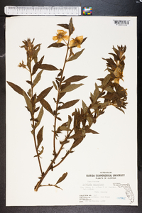 Ludwigia peruviana image