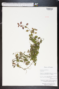 Ludwigia repens image